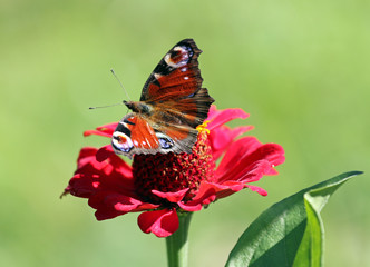 Peacock butterfly on red flower