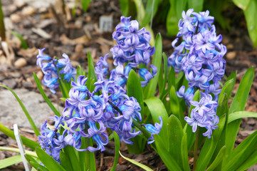 Hyacinthus orientalis or hyacinth blue flowers with green
