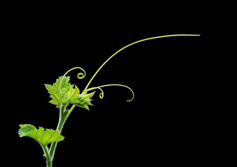 Green plant twig with leaves and tendrils on black background