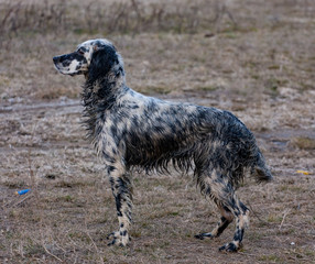 hunting dog in the swamp