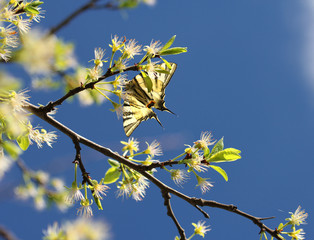 Scarce swallowtail butterfly on flowered tree