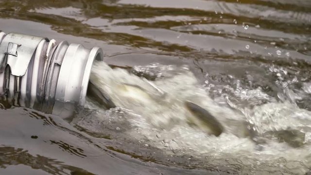 Walleye are released into a lake on a tight shot making the small Walleye visible as they flow out of the release tube.