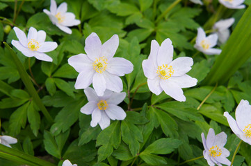 anemone nemorosa or wood anemone early-spring flowering plant 