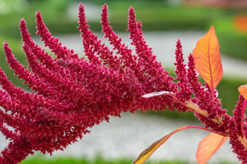 Celosia argentea  Biennial plant, stems straight, red, single red, small flower buds Long-lasting ornament White or pink, dried fruit, round, flat, glossy black. Close up of Celosia.