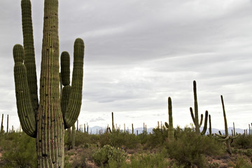 Cactusus in the desert