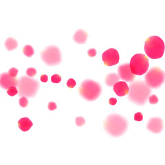Pink rose petals falling vector valentine background.