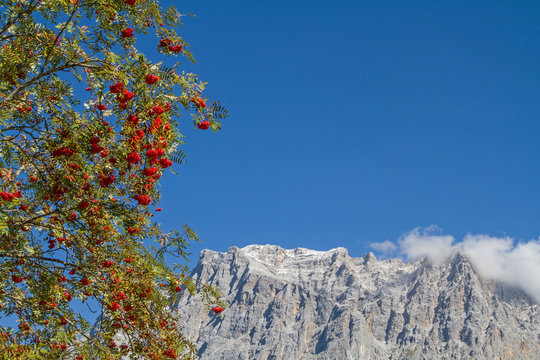 Ebereschenbaum mit Zugspitze