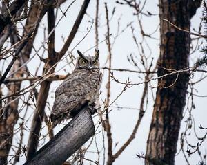 Great Horned Owl
