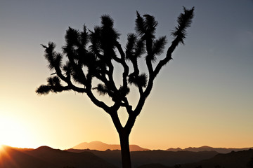 Fototapeta na wymiar Sunset over Joshua Tree National Park, California, US
