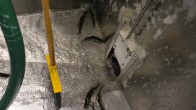 Walleye, during a restocking and release, are swept out of the holding container to freedom.