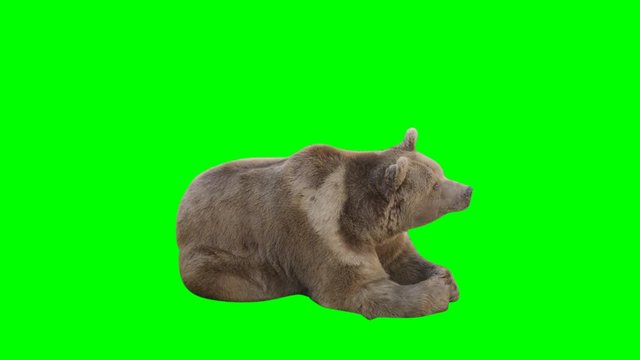 Sleepy bear looks up and sleeps again on green screen