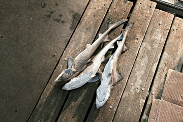 fish - raw fish on a natural wooden floor