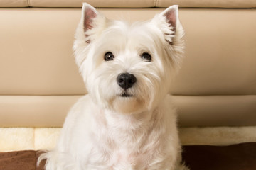 West highland white Terrier sits on a leather sofa. Close up