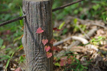 赤いツタ
