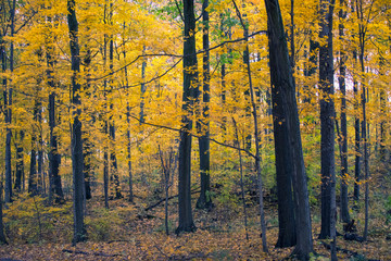 Fall Colours in Canada