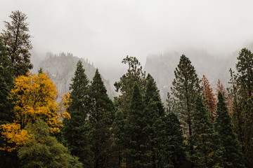 foggy morning in autumn forest in Yosemite National Park, California