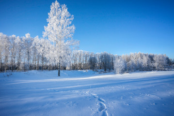 winter in the forest