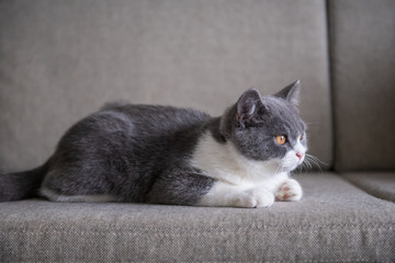 Fototapeta na wymiar Cute British short-haired cat