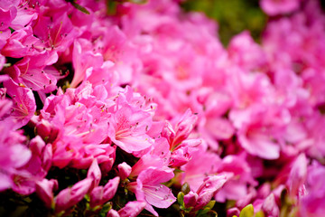 Bright pink  rhododendron flowers (azalea flowers)