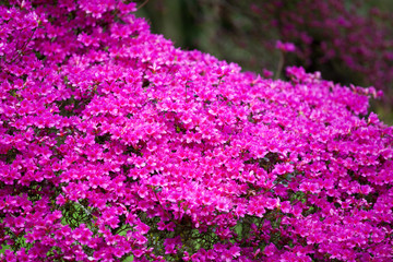 Bright magenta  rhododendron flowers (azalea flowers)