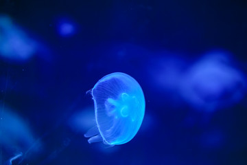 The beautiful jellyfish