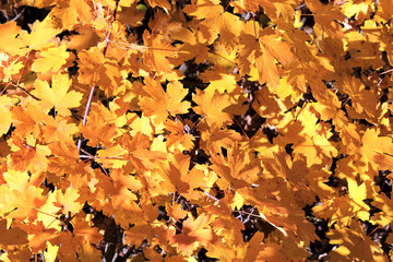 background yellow maple leaves