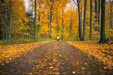 Obraz premium Fall Colours in Canada