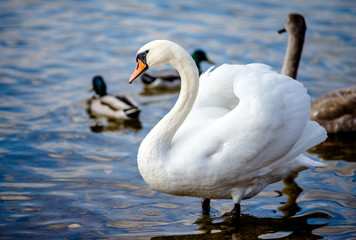 Naklejka premium Swans and ducks swim in the lake 