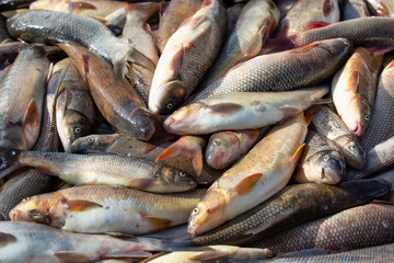 So many raw fishes on the table.