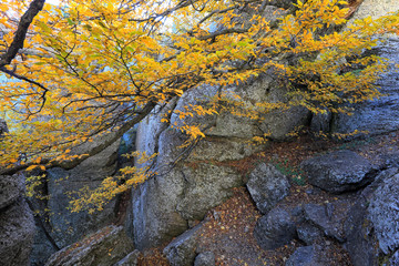 Trail in the gorge of the mountain Demerdzhi