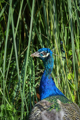 Obraz premium portrait of a peacock close against the wall of grass