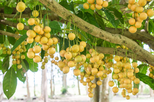 Burmese grape or Baccaurea ramiflora growth on the tree.