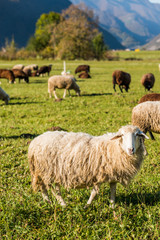 Obraz premium Traditional sheep pasture in Julian Alps mountains on grass