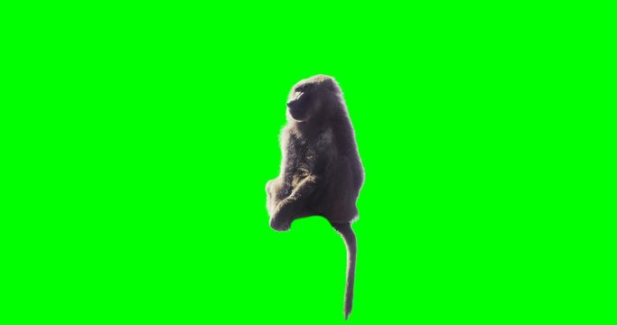 Monkey eating fruit in front of green screen. Shot with red camera. Ready to be keyed