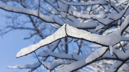 Tree branches in snow with backlight close-up, selective focus, shallow DOF