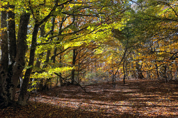 Fototapeta na wymiar Autumn in the beech forest