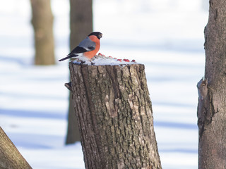 Red-colored Male of Eurasian Bullfinch Pyrrhula pyrrhula close-up portrait at stub with peanuts and...