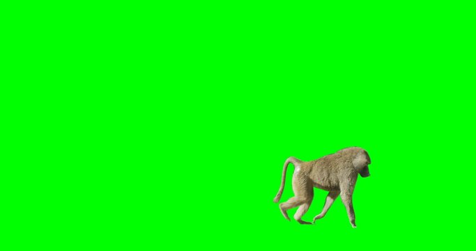 Green screen shot of a monkey crossing the frame from left to right.