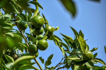 まだ未熟な青いミカンの実