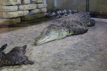 crocodile