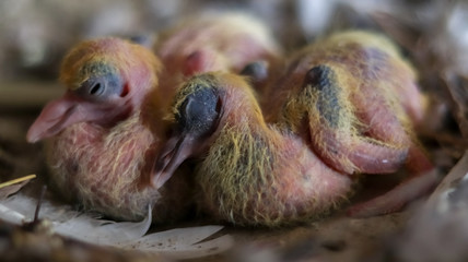 Baby pigeons sleeping in the nest