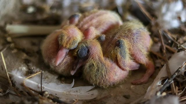Baby pigeons sleeping in the nest