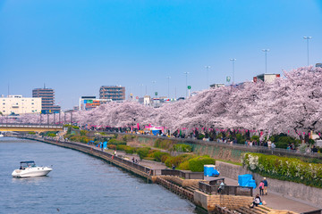 Asakusa Sumida Park cherry blossom festival. In springtime, Sumida River is surrounded by cherry...