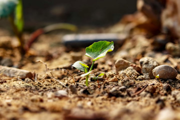 Tiny plant in the garden, miniature version