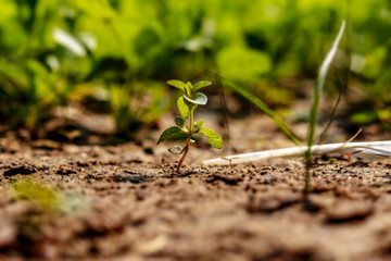 Tiny clover plant in the garden, miniature version
