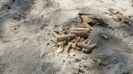sea shells with sand at Pak Meng Beach Trang province,Thailand