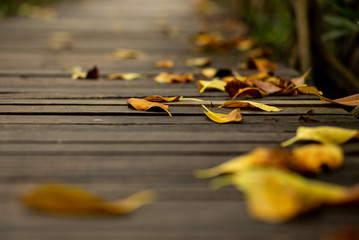 Abstract texture and background of dried leaves falling on the wooden walkway in the forest