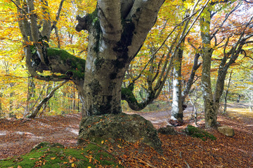Autumn in the beech forest