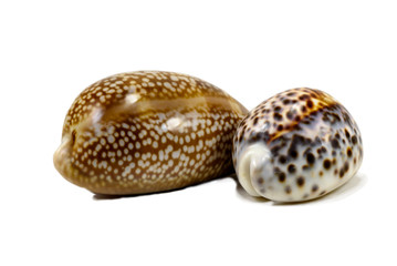 Sea shells cowrie from Pacific, isolated on white background