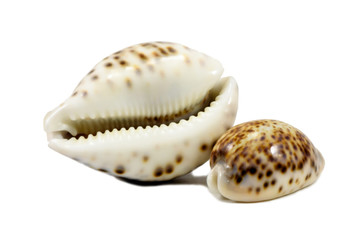 Sea shells cowrie from Pacific, isolated on white background